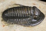 Dalejeproetus Trilobite - Uncommon Moroccan Proetid #154656-2